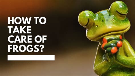 How to take care of frogs || How to take care of frogs for a pet – Pet