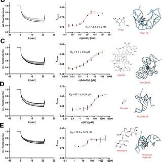 Analysis of RNA–ligand binding by in situ labelling with SybrGold or ...