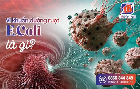 Vi Khuẩn đường Ruột Ecoli Nguyên Nhân Gây Tiêu Chảy Bạn Cần Biết