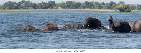 kwango river royalty  images stock  pictures shutterstock