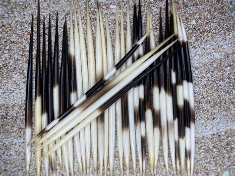 Porcupine Quill 46 African Porcupine Quills Needles - Etsy | Porcupine ...