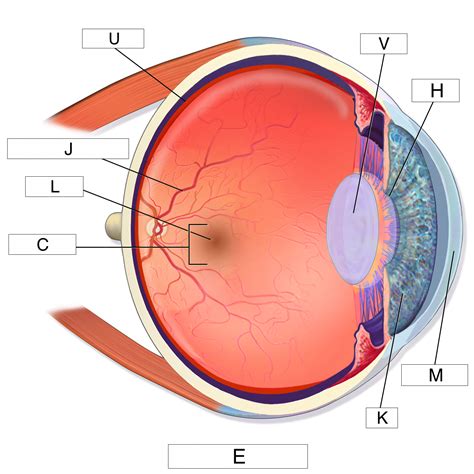 Diagram Of The Eye - exatin.info