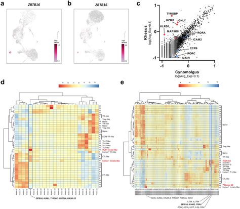 A B Umap Representing The Expression Of Zbtb Plzf In A The