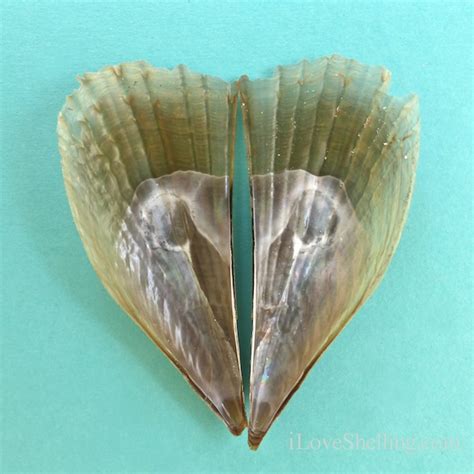 I Found A Half Naked Shell I Love Shelling