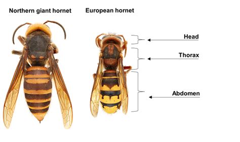 Northern Giant Hornet | Agriculture and Markets