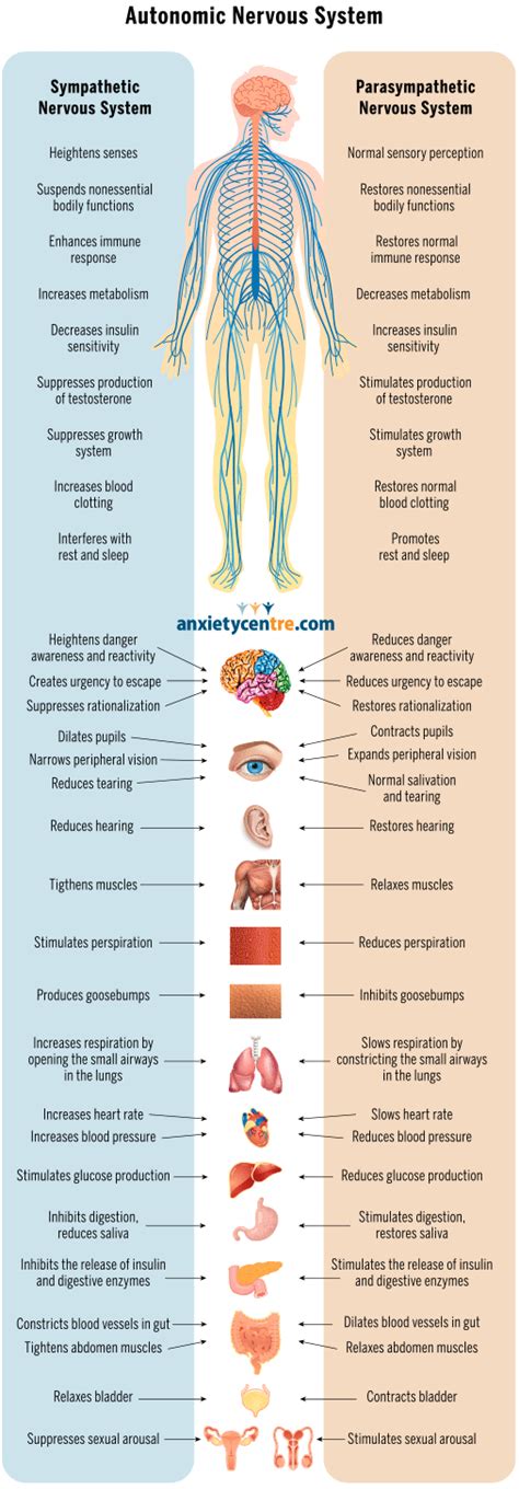 The Stress Response - AnxietyCentre.com