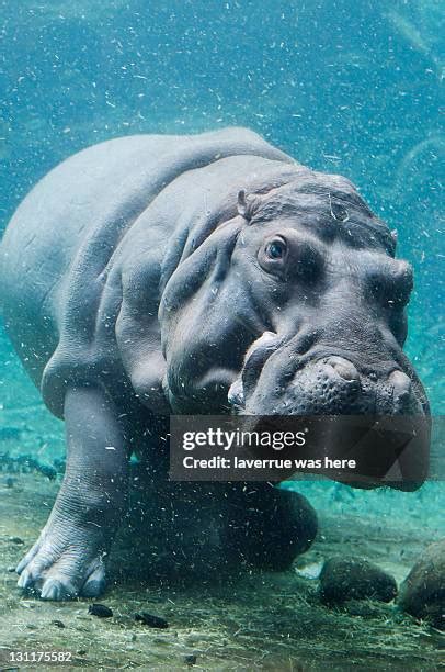 472 Hippo Underwater Stock Photos, High-Res Pictures, and Images - Getty Images