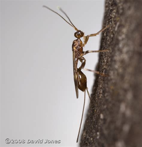 Unidentified ichneumon fly, 29 June 2008