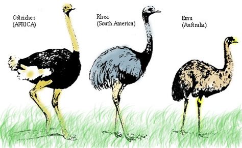 Facts about flightless birds (ratites) | Facts About All