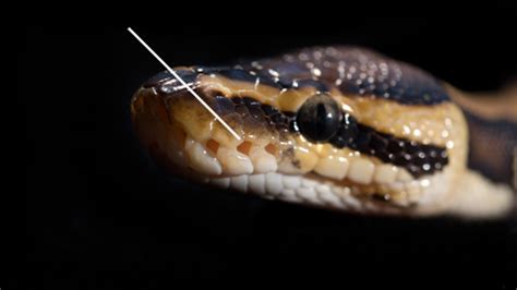 Scales of Python regius, the Ball Python.