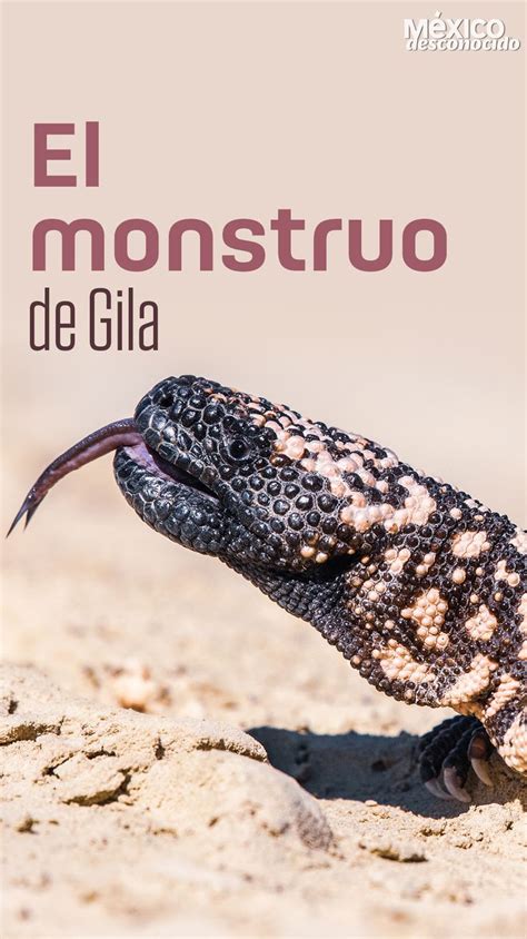 Monstruo De Gila Saurio Mexicano Venenoso En Peligro De Extinci N