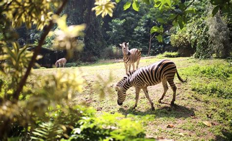 Sah Pemkot Bandung Akan Segera Ambil Alih Lahan Kebun Binatang