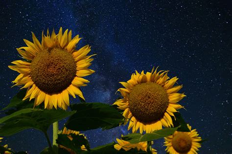 Starry Night Sunflowers Lawrence Kansas