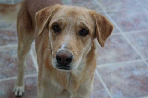 El Blog De Nashka Mestizo De Labrador Retriever