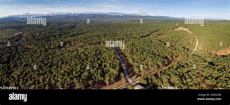 Bosque De Pino Silvestre Pinus Sylvestris Navaleno Soria Comunidad