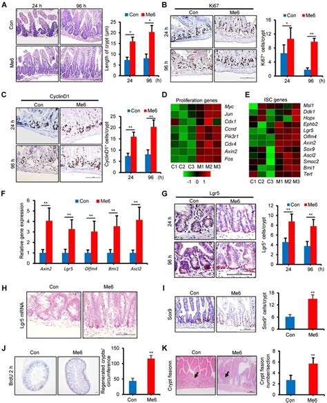 Me Promoted Intestinal Stem Cell Proliferation And Crypt Regeneration