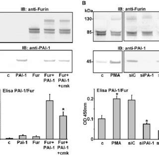 Pai Inhibits Intra Golgi Furin Activity A Hela Cells Were