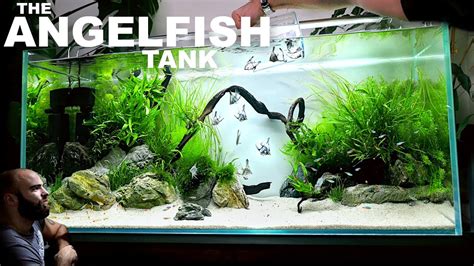 The Angelfish Aquarium EPIC NO Co2 4ft Aquascape Tutorial Full Guide