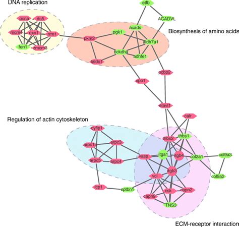 Protein Protein Interaction Network Of Deps In Cluster 7 By String And