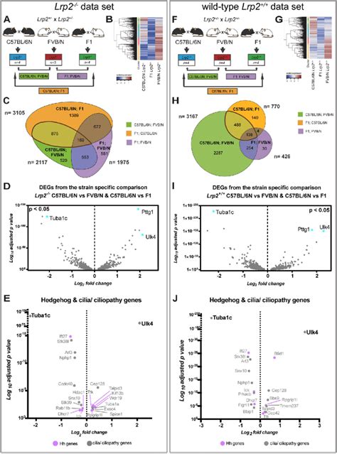 Comparative Transcriptome Analysis Identifies Strain Specific