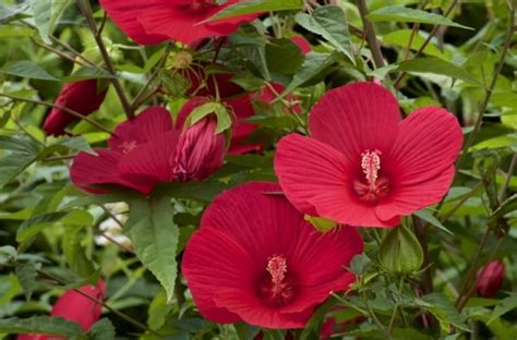 Hibiskus Bagienny DUŻA Sadzonka Czerwony 13830384182 oficjalne