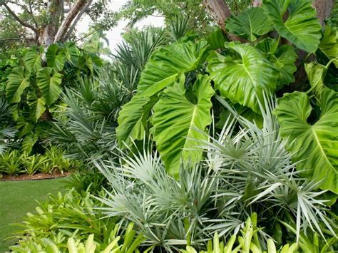 Plantas tropicales | Plantas