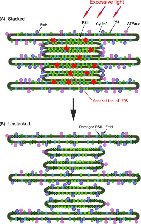 Model showing the generation of reactive oxygen species from PSII ...