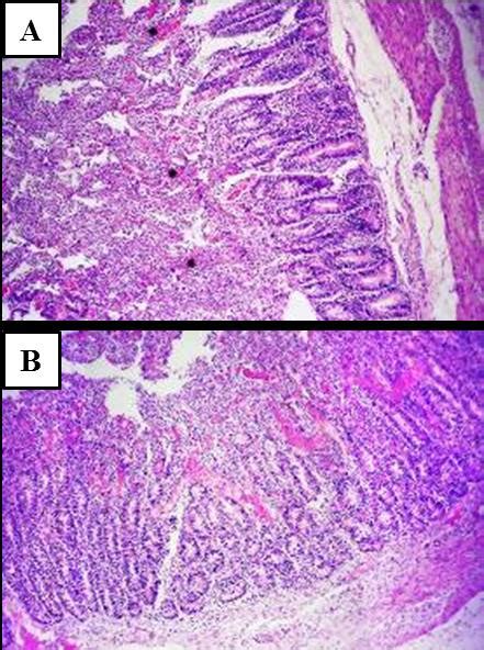 Intestine Of A Calf Had Severe Enteritis Characterized By Thickening Of