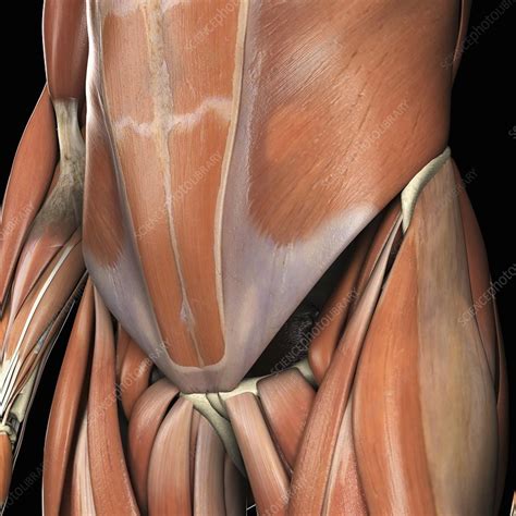 D Anatomy Of The Abdomen Lower Back And Pelvis Muscles Off