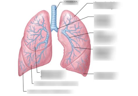 Structures Of The Lower Respiratory Tract Diagram Quizlet