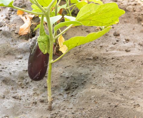 Premium Photo Cultivating Eggplant In The Garden Began To Bear Fruit