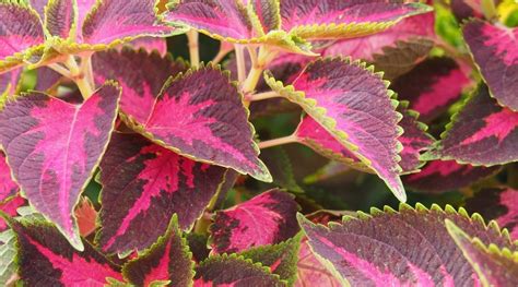 Coleus varieties 35 different types of coleus cultivars – Artofit