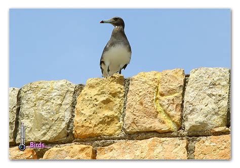 النورس Bird Al Nawras عدستي معرض الصور