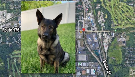 Lake County Sheriffs K 9 Dax Locates Auto Theft Suspects Near Route 41