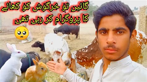 گائے نے تو خروش کو کھانے کا سوچ لیا 🦨🐿️🐇🐇🐄🦘2023 Youtube