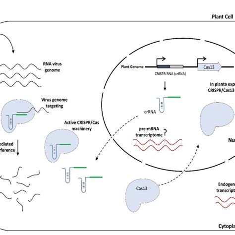 A Schematic Representation Of Crispr Cas Mediated Rna Virus