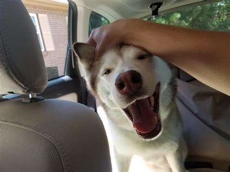 3093 best Siberian Husky images on Pholder | Aww, Husky and Rarepuppers