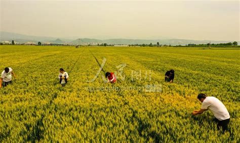 山西夏县：订单小麦丰收在望 人民图片网