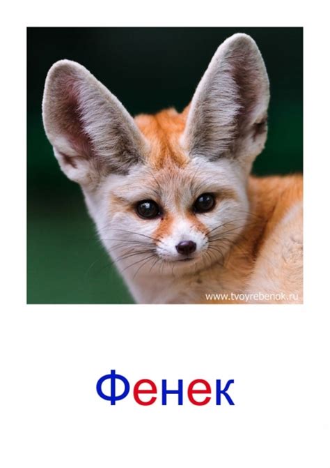 ДИКИЕ ЖИВОТНЫЕ. КАРТОЧКИ ДОМАНА