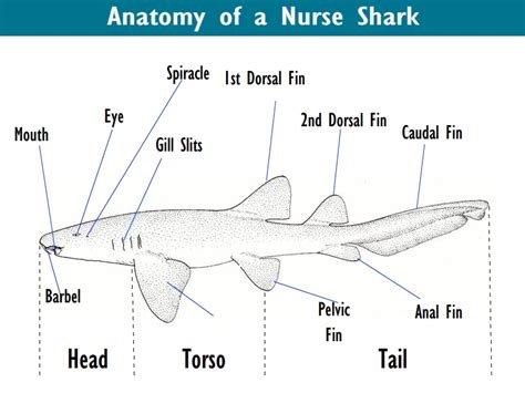 Nurse Shark Anatomy