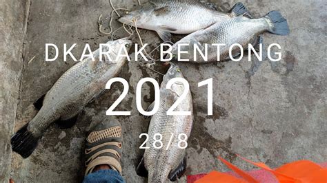 MEMANCING IKAN SIAKAP KOLAM TEKNIK CASTING UDANG KOPEK YouTube