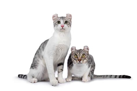 Do Cats With Round Ears Exist? - Myths & Facts Explained
