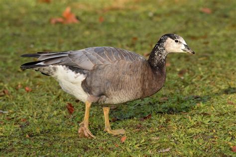 Nsar Indio X Barnacla Cariblanca H Brido Ebird