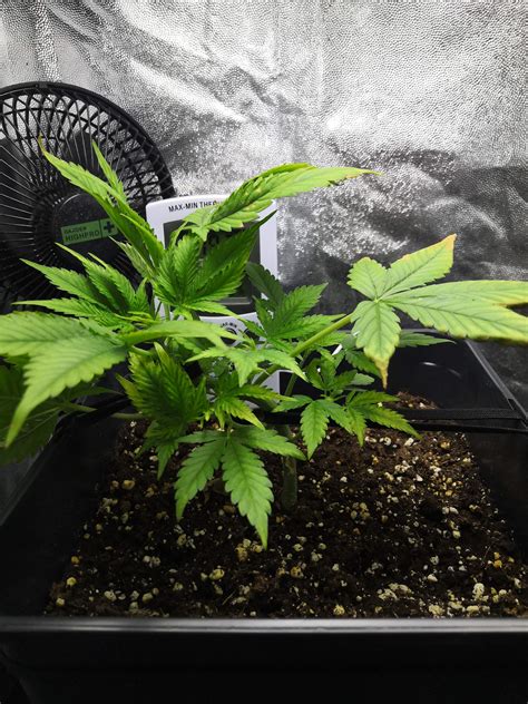 Royal Queen Seeds Northern Light Automatic Grow Diary Journal Week5