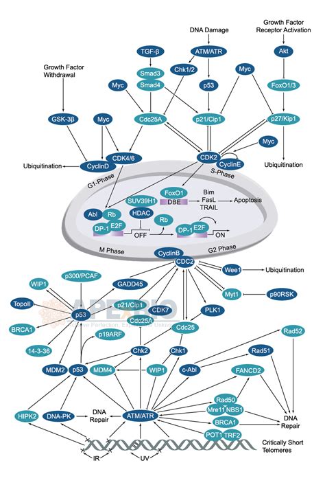 Apexbio Cell Cyclecheckpoint Signaling Pathways