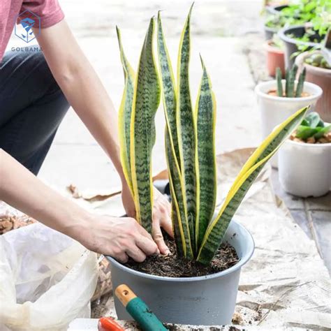 سانسوریا Sansevieria روش نگهداری بهترین قیمت گل آپارتمانی گل باما