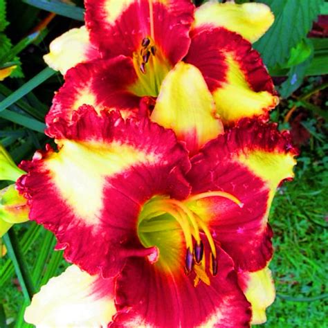 Daylily Plants Daylily Bulbs Daylily Bulbs For Sale Daylily Bulbs For