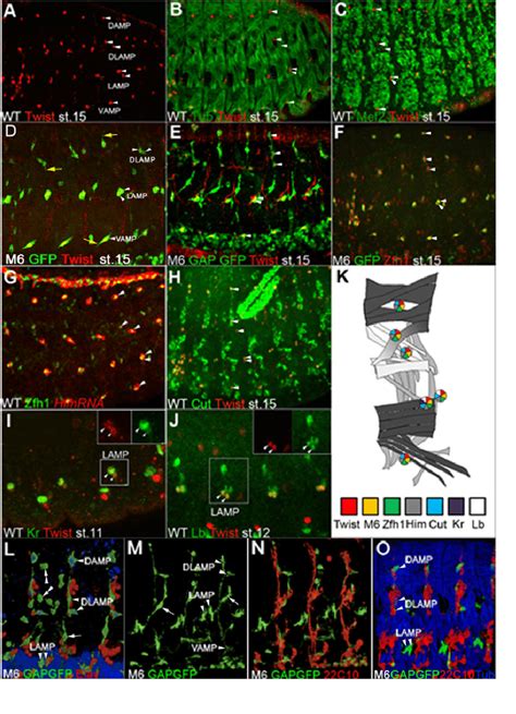 Markers of embryonic AMP cells. (A-C) Lateral views of stage-15 embryos ...