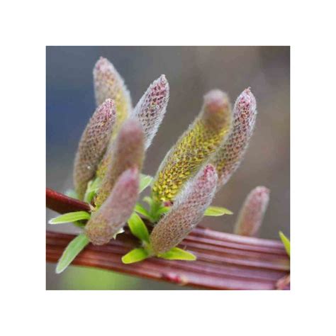 Salix Udensis Sekka