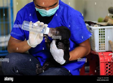 A baby Sun Bear (helarctos malayanus) gets the care of an animal keeper